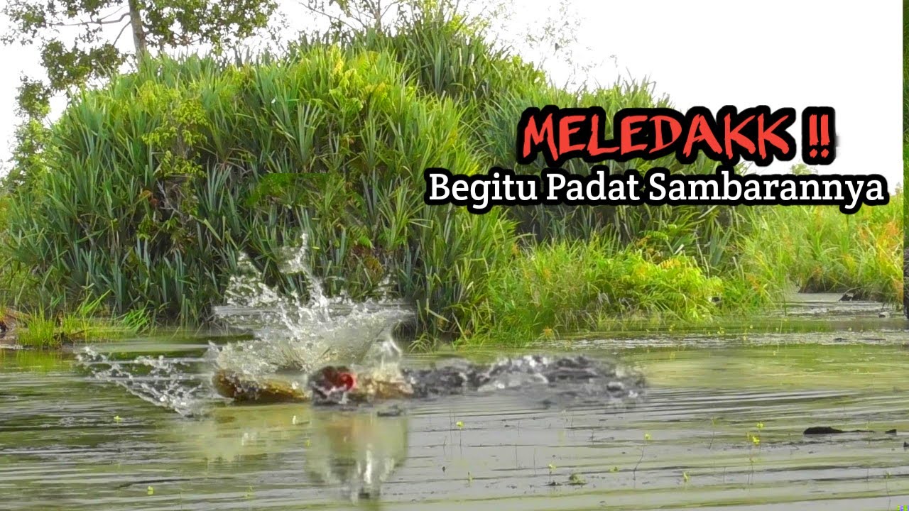 MELEDAK !! CASTING IKAN GABUS SAMBARAN SANGAT PADAT DENGAN UMPAN KAYU #AS-177