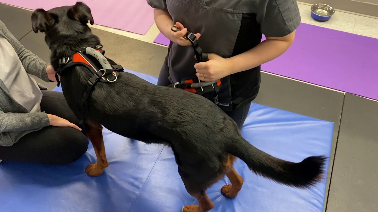 SOAR Veterinary Services:  How To put on a Help-Em-Up Harnesses