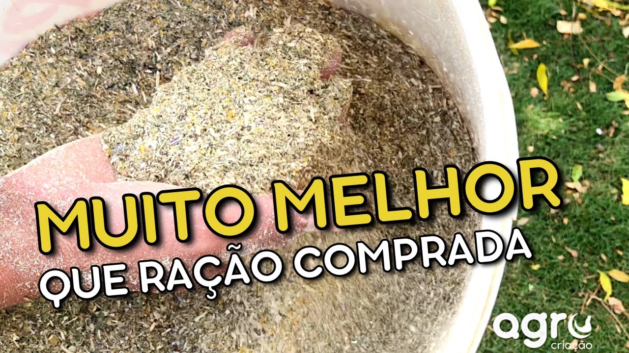 Como engordar a galinha rápido? | MUITO BARATO E FÁCIL | AGROCRIACAO