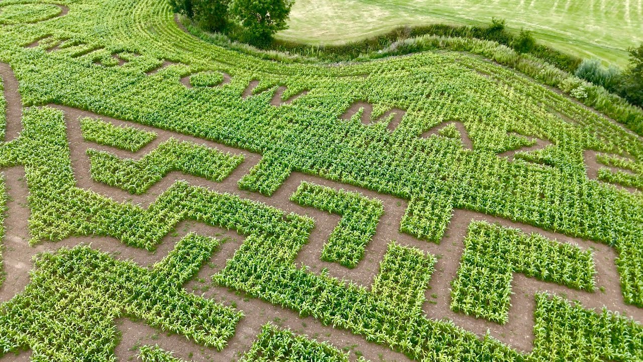 Wistow Maze 2024, Leicestershire UK 4K