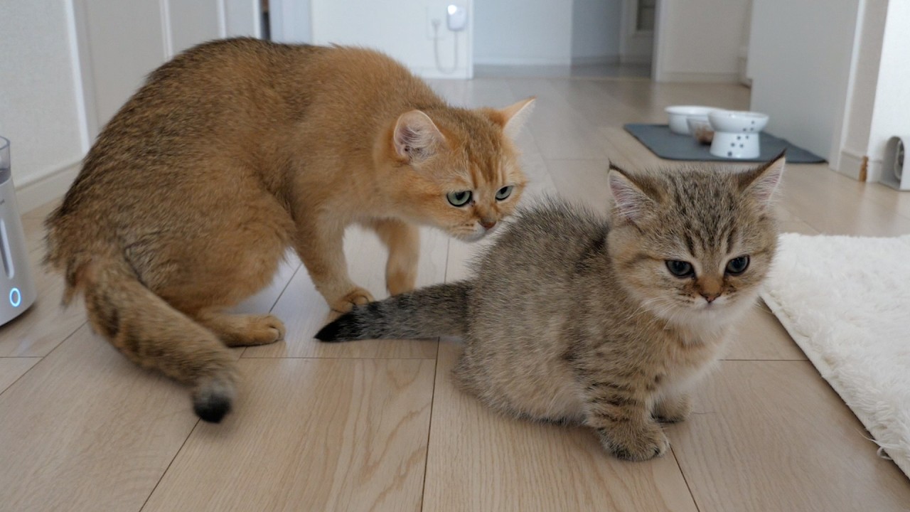 Mimi, a gentle cat, licks the vaccine injection marks of kittens Choco and Latte!