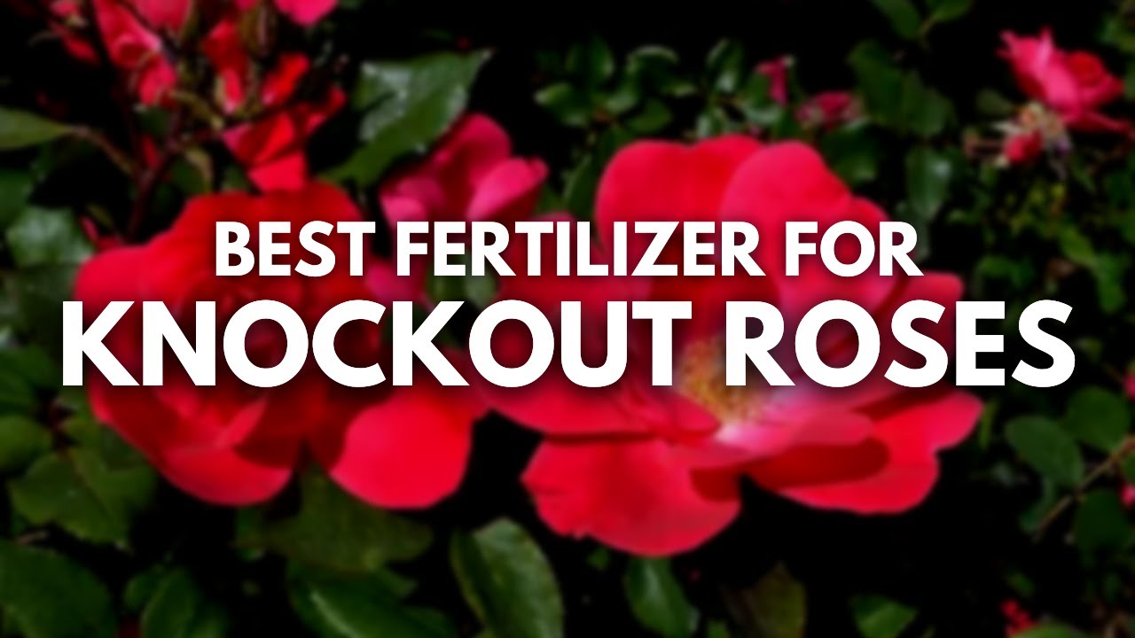Best Fertilizer For Knockout Roses - Blooming and Glowing