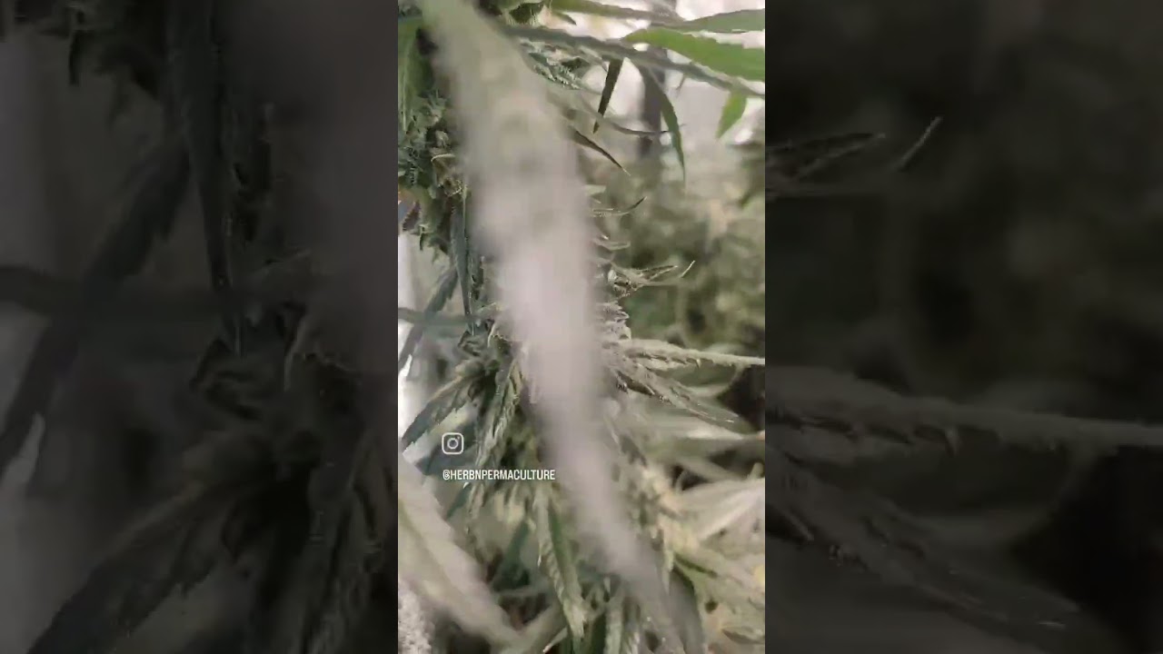 Ladies finishing up week 12 🙌 Trichomes have started to amber 🍄 Almost ready for the chop. 🔥