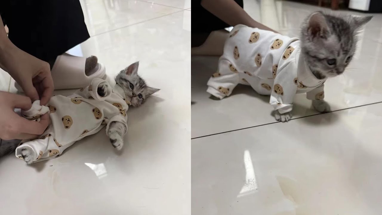 Cats Just Doing What Cats Do Best 🤣Funny Cats Videos 2025 🐱 Part 77