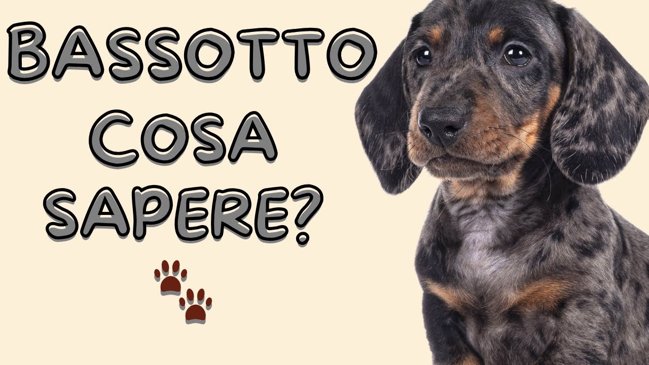 Bassotto: segreti, consigli e errori da evitare con questo cane