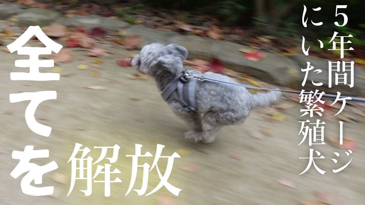 ５歳までケージにいた繁殖犬が散歩したら全てを解放した