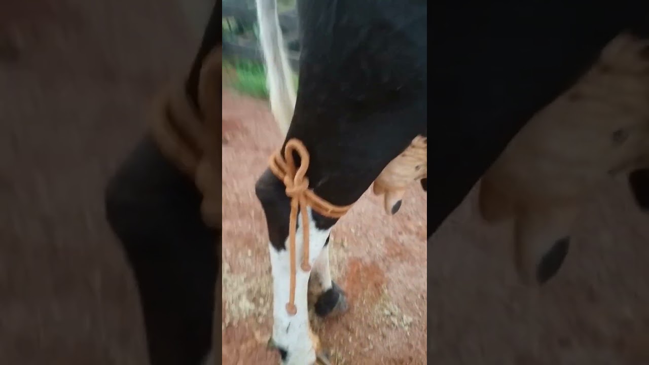 como amarrar las patas de una vaca para sacar Leche fácil sencillo.?? vamos  ..!!