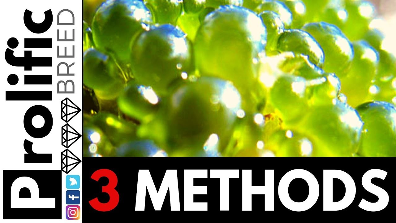 HOW TO REMOVE BUBBLE ALGAE NATURALLY + 2 OTHER METHODS