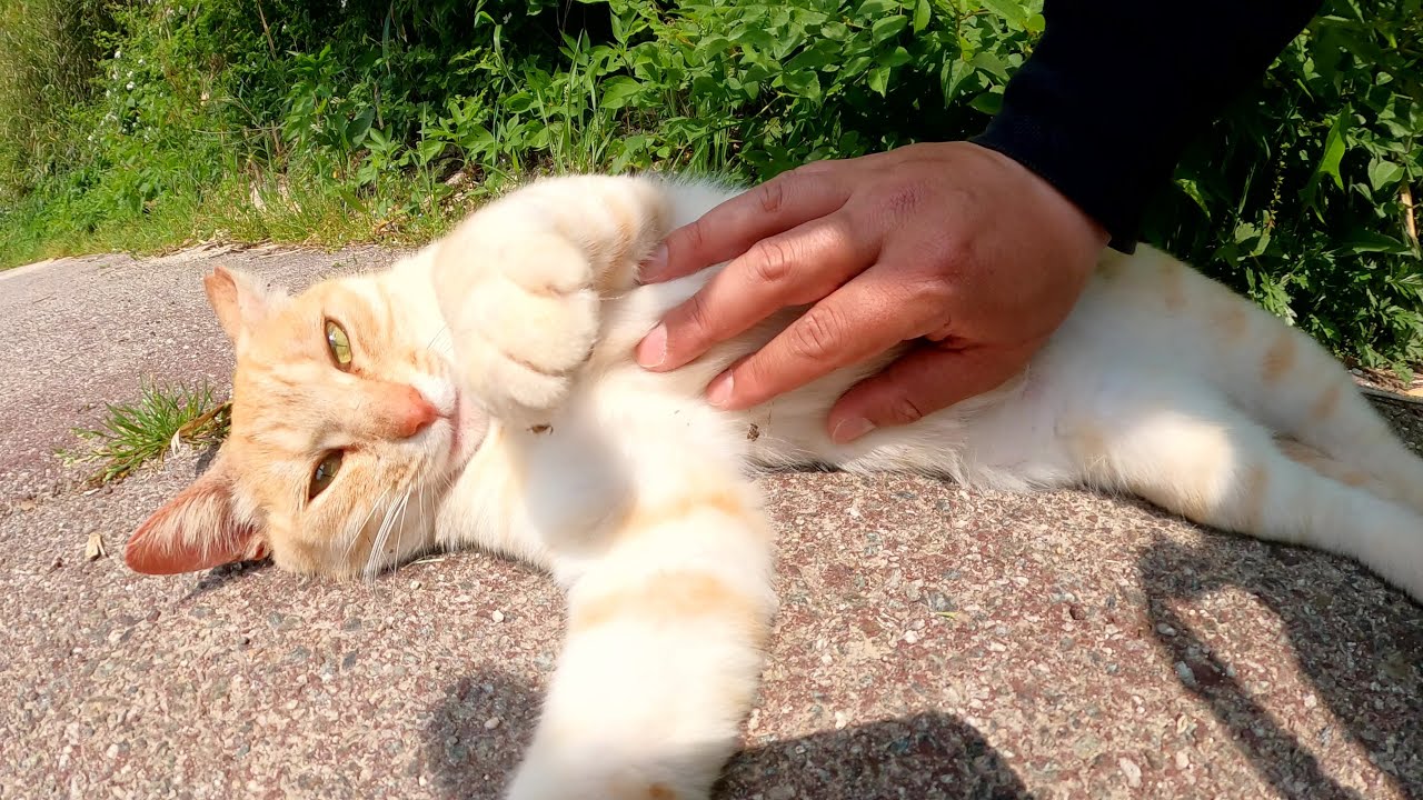 クリーム猫をナデナデしたら可愛い声で喜んでくれた