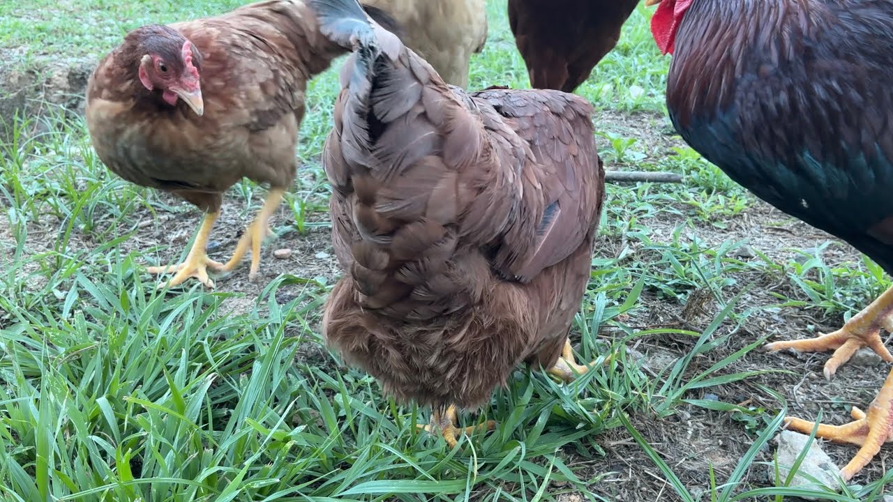 ニワトリに梨を与える動画