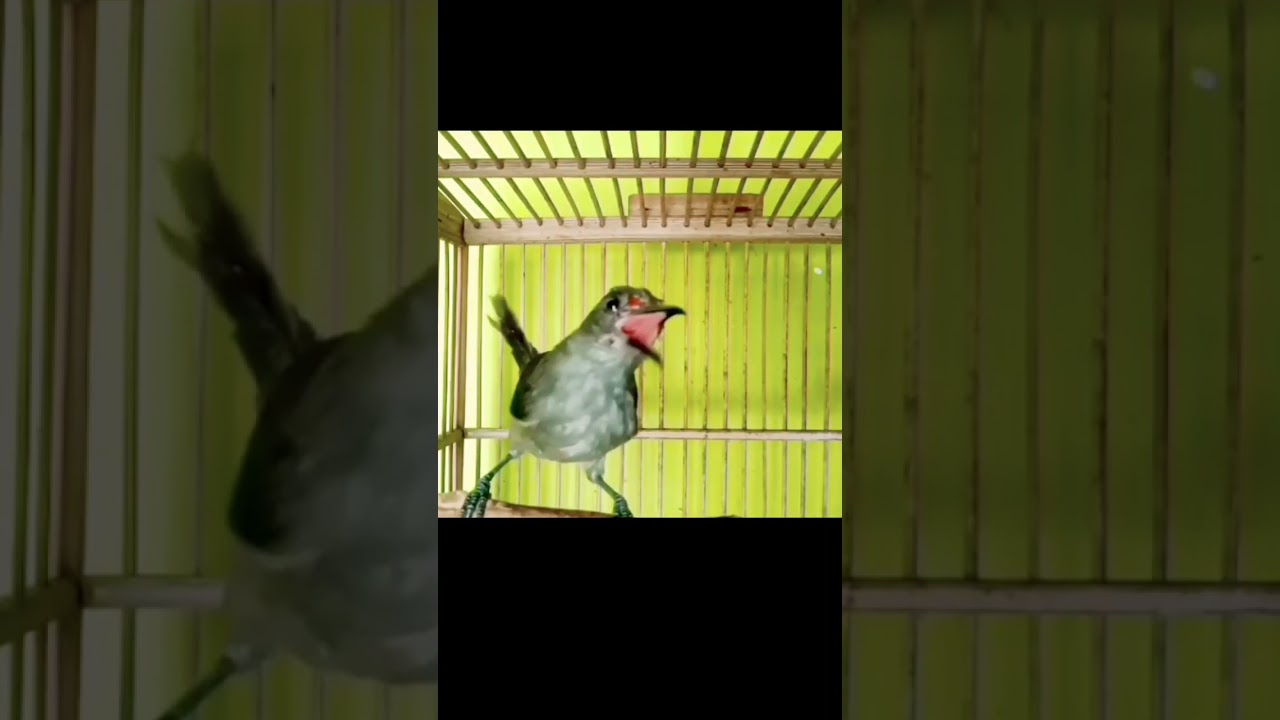 murai air muda hutan gacor#muraiairgacor #masteranmuraiair #masteran #shorts