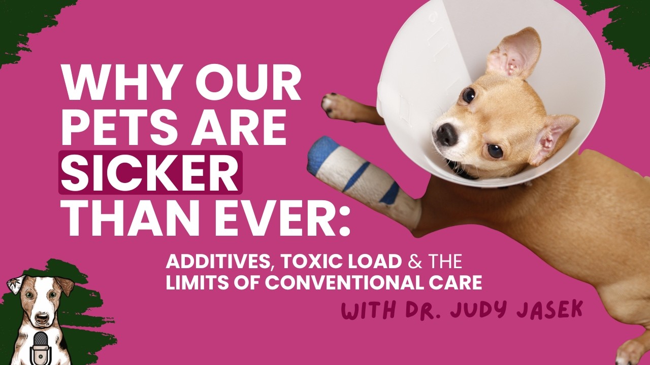 Why Pets Are Sicker Than Ever: Additives, Toxic Load & limits of Modern Pet Care | Dr. Judy Jasek