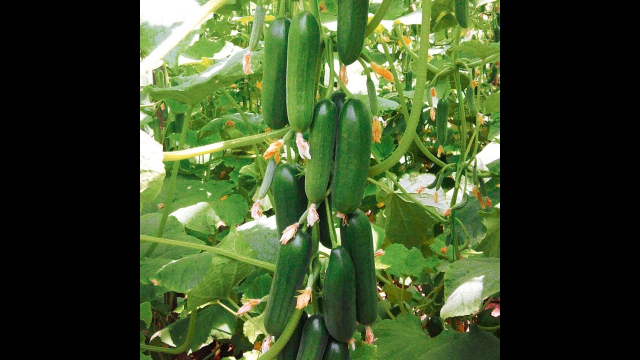 Cultivarea castraveților BIO de la A la Z. Toate sfaturile utile într-un singur video