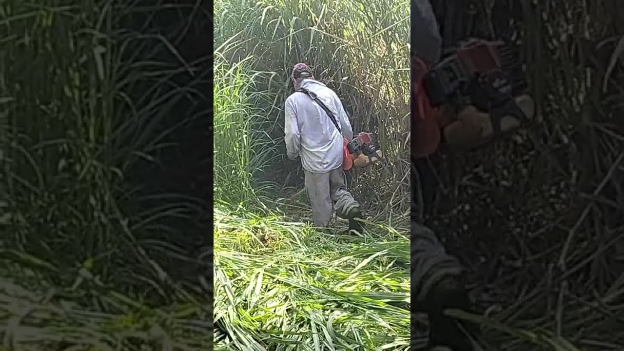 no ro&ccedil;ado olha o tanto que eu limpei