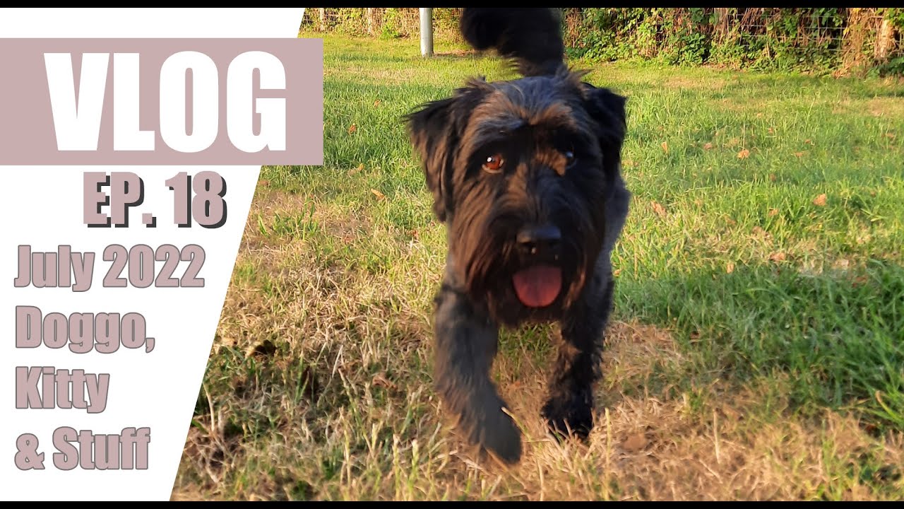 Fifi's Vlog EP18 Juli 2022 mit Hund und Katz