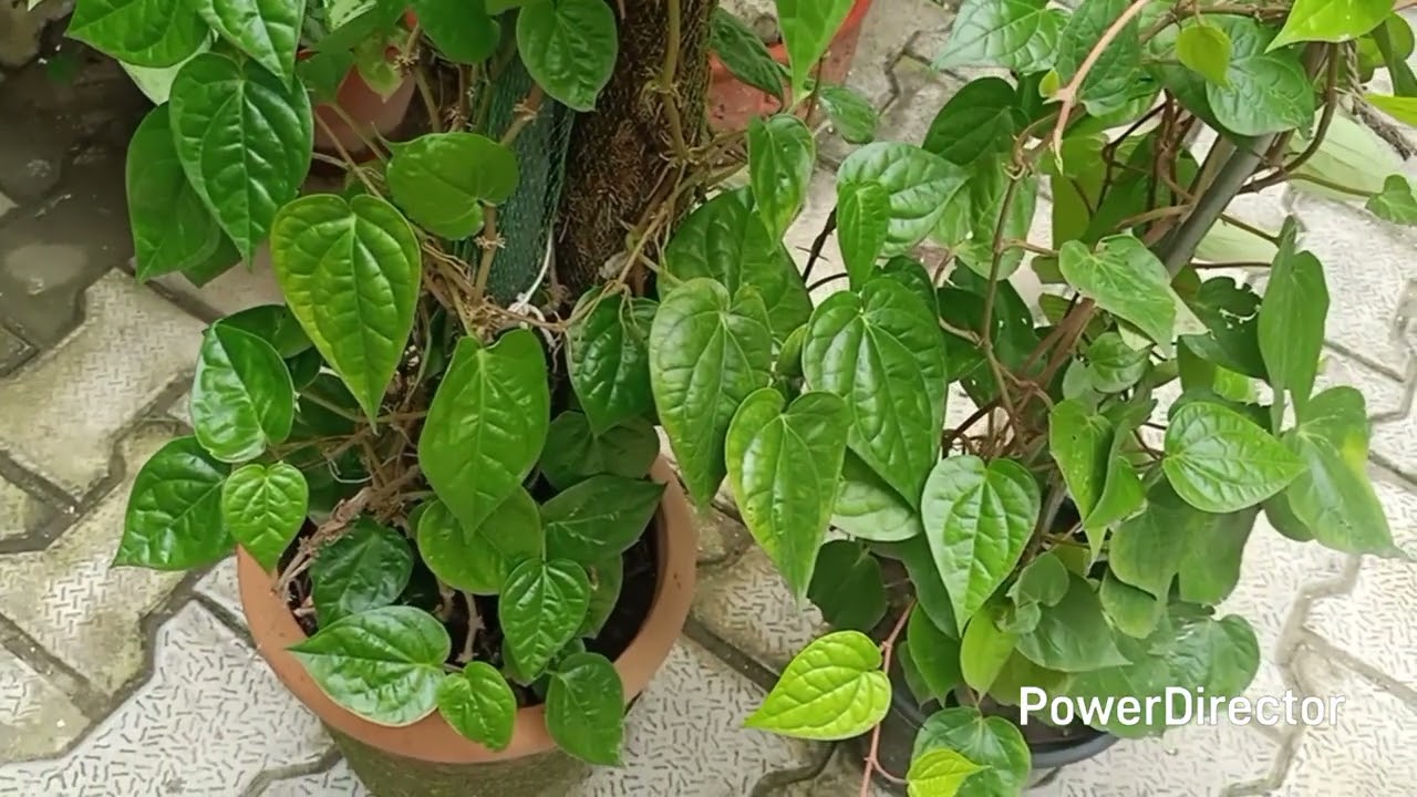 How to grow Paan/Betel life in Pots