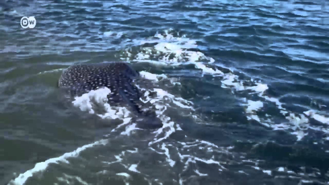 Isla Isabel: un paraíso de flora y fauna | Global 3000