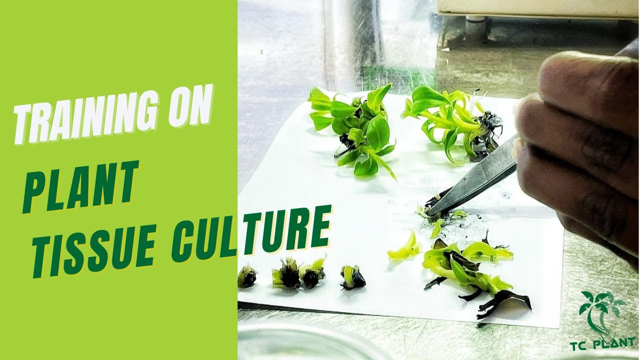 Plant Tissue Culture Course by TC PLANT