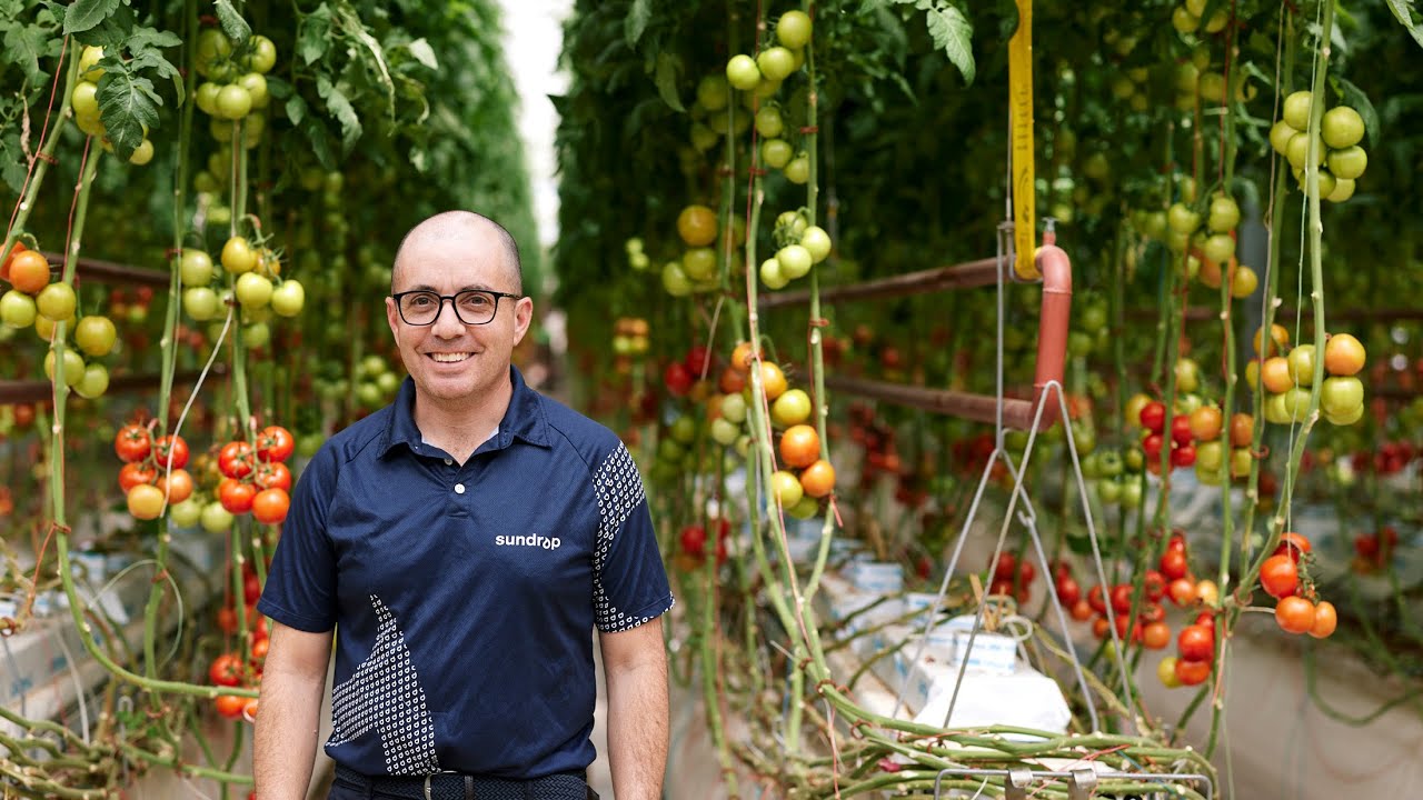 Sundrop Farms - ZEN Energy Customer