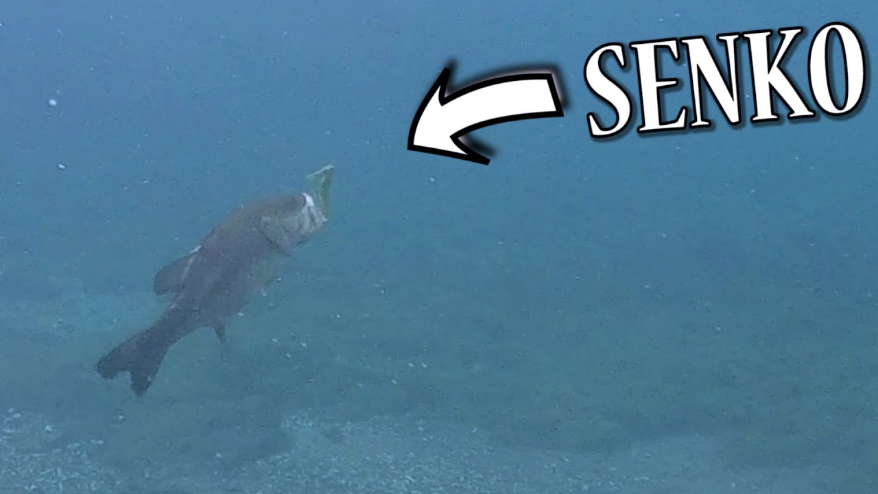 INSANE Underwater SENKO Bass Fishing! Stickbait Wacky Rigged in Clear Water is what Bass LOVE!
