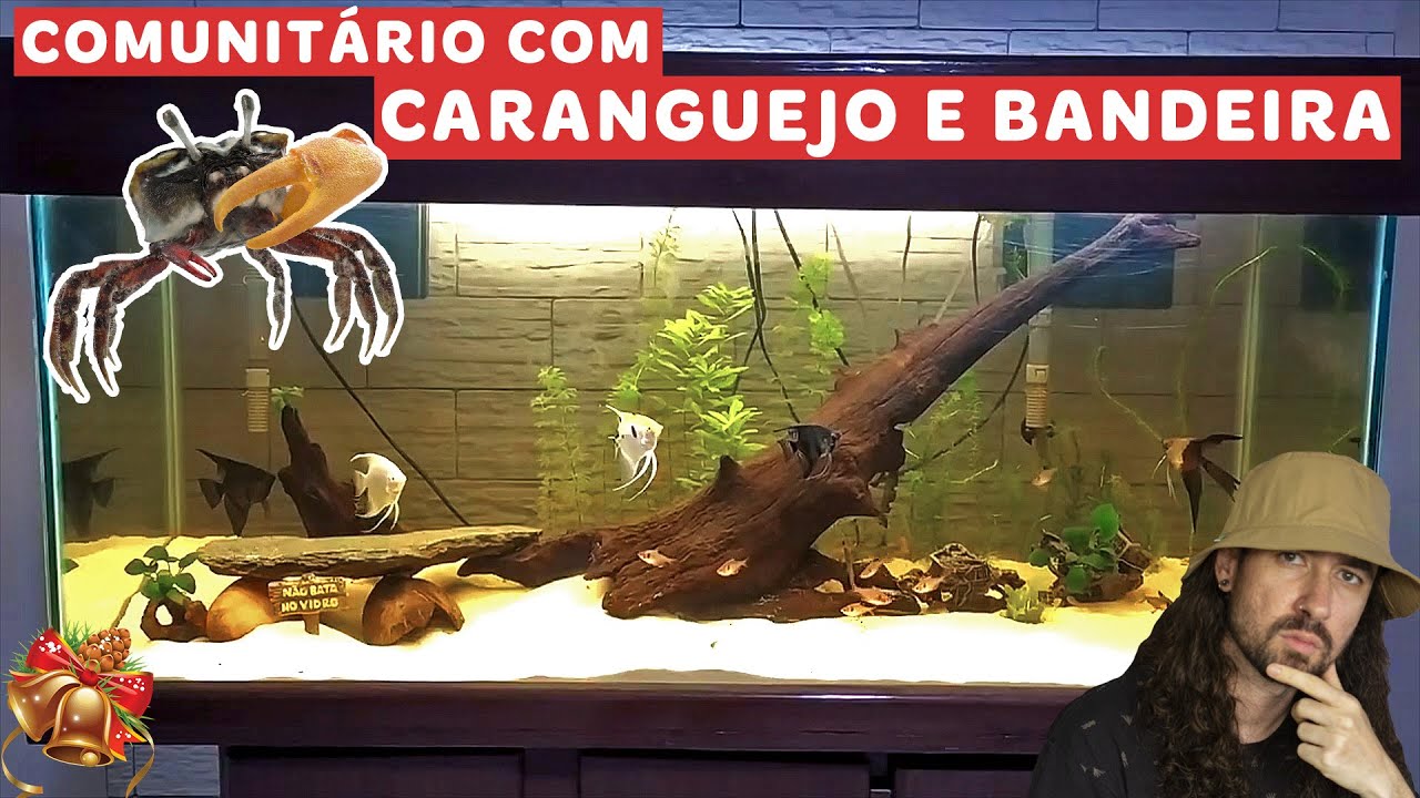 Reagimos ao AQUÁRIO COMUNITÁRIO COM ACARÁ BANDEIRA, MATOGROSSO E CARANGUEJO da Ana Carolina