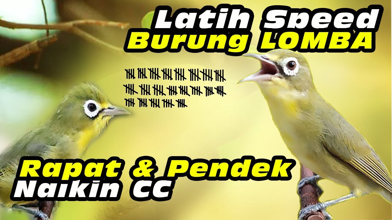 Kecial Lomba Speed Pendek 