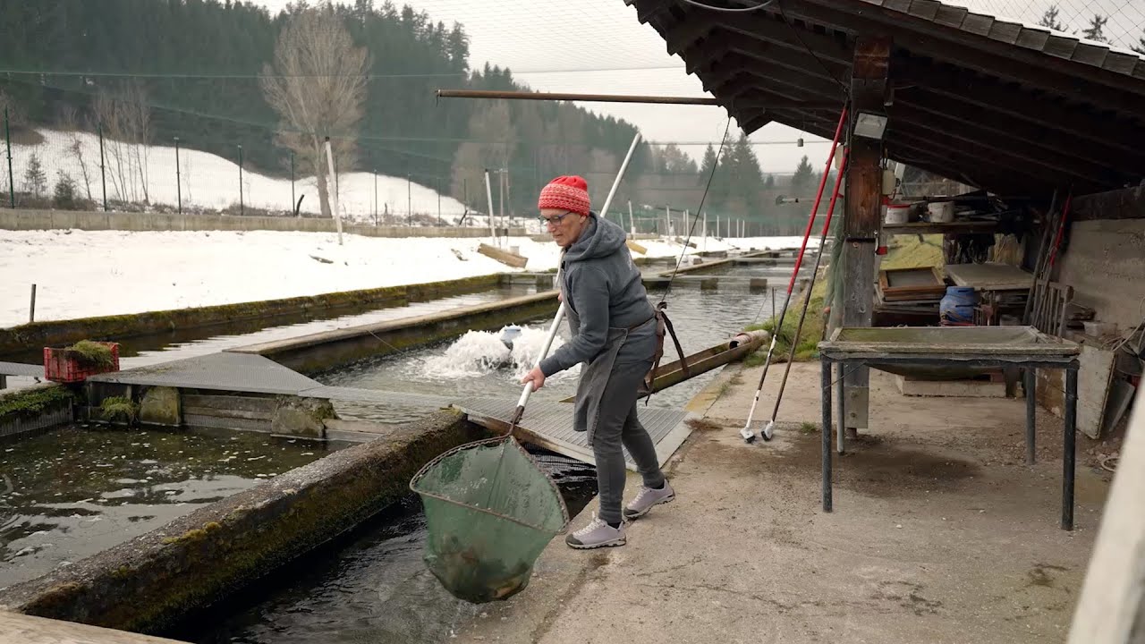 VAL DI FIEMME: ITTICOLTURA E PROTEZIONI CONTRO I PREDATORI