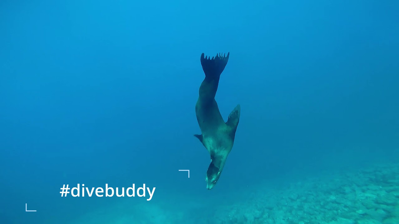 Scuba Diving Isla San Pedro Nolasco - October 10, 2020