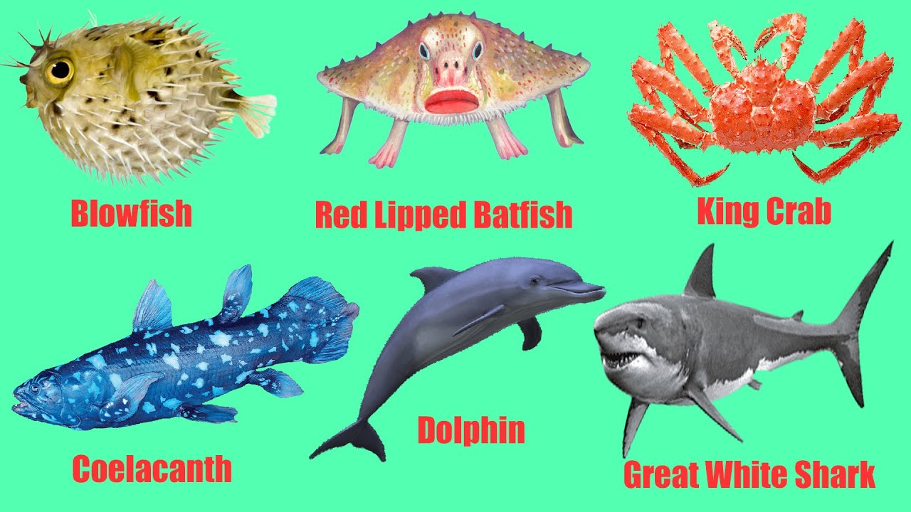 Study ocean creatures and their sounds | Sea animals for children