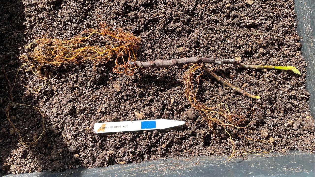 Turning one Irene’s Black Greek fig into two - RARE FIG!