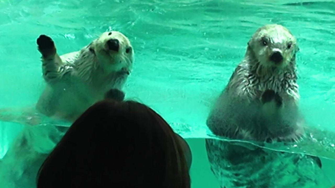 ラッコ ふたりの個性がキラメイて❣️クセ強めのガラスこんこん🤣❤️ #鳥羽水族館 #seaotter #meoTube_Travel