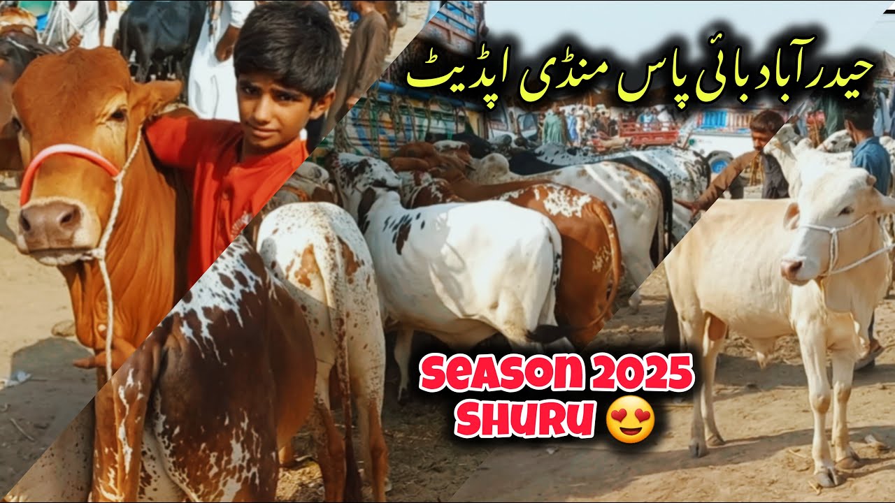 WELCOME to SEASON 2025 - HYDERABAD Bypass Mandi Today - Cow Mandi Update 2024 - RAMZANIS