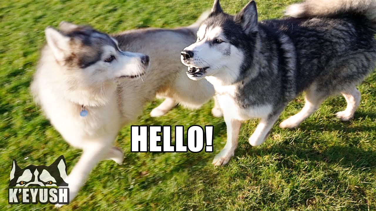 Husky Says HELLO To New Friend & Tries to IMPRESS Him!