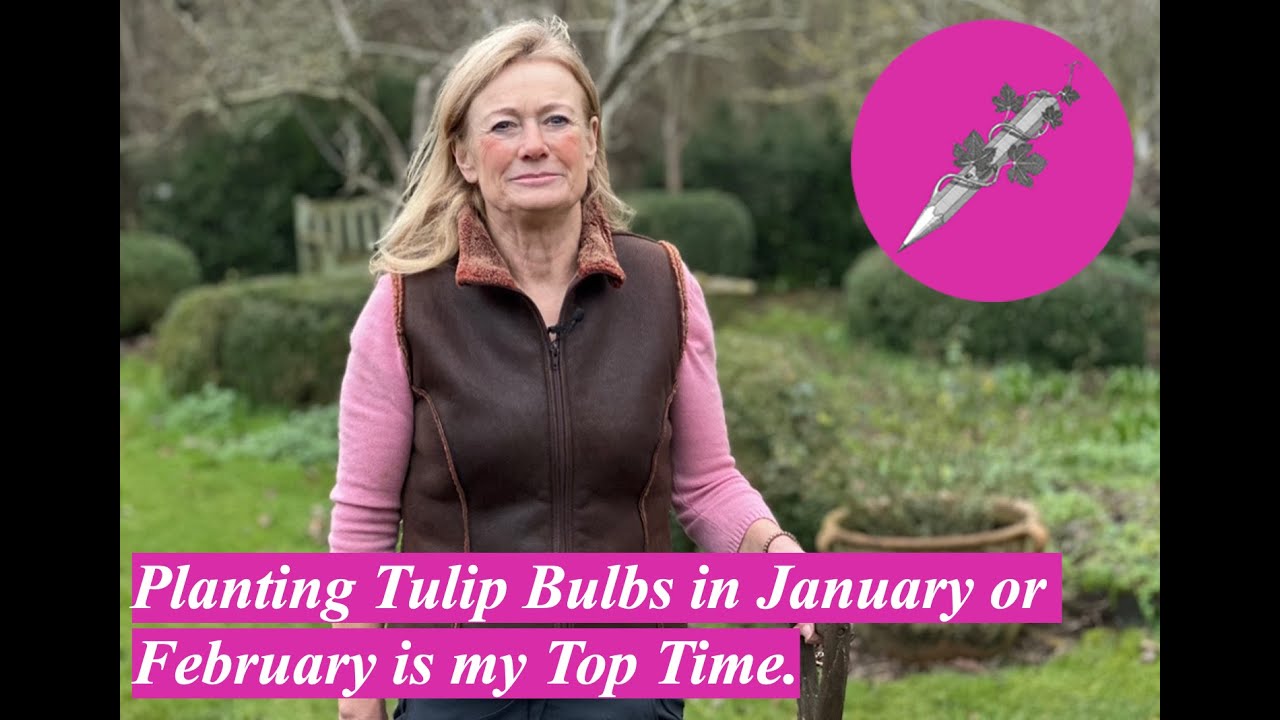 Planting Tulip Bulbs in January or February is my Top Time.