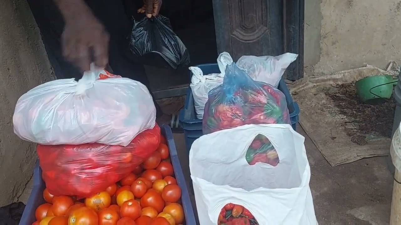 How We Harvest & Sort Ripe Tomatoes for Market 