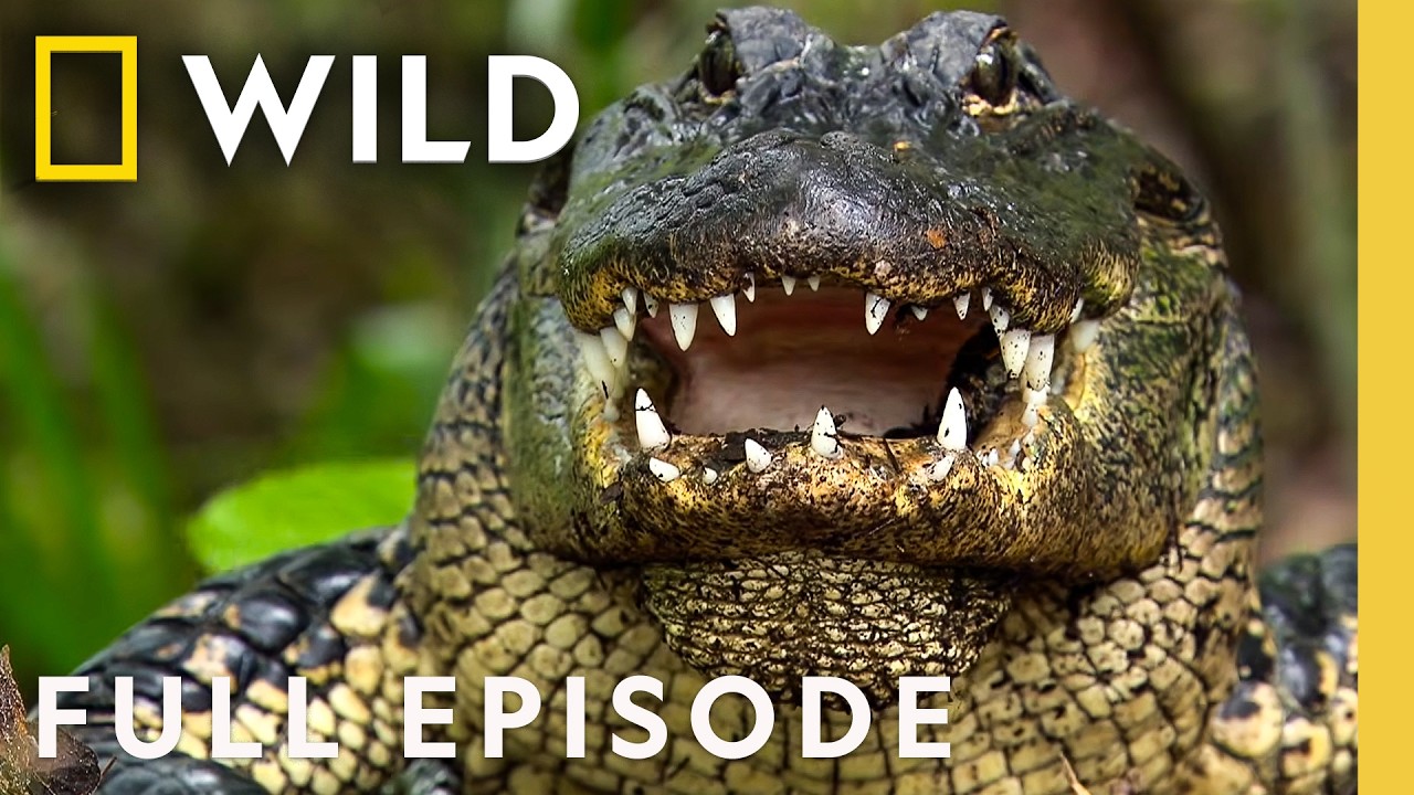 Florida's Deadly Battle of the Swamp Dragons (Full Episode) | SPECIAL | Nat Geo Animals