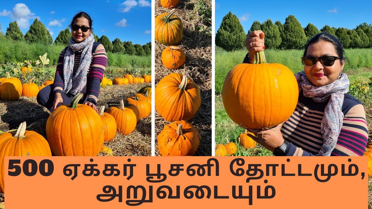500 ஏக்கர் பூசனி தோட்டமும், அறுவடையும் | Pumpkin Farm and Harvesting | UK Farms