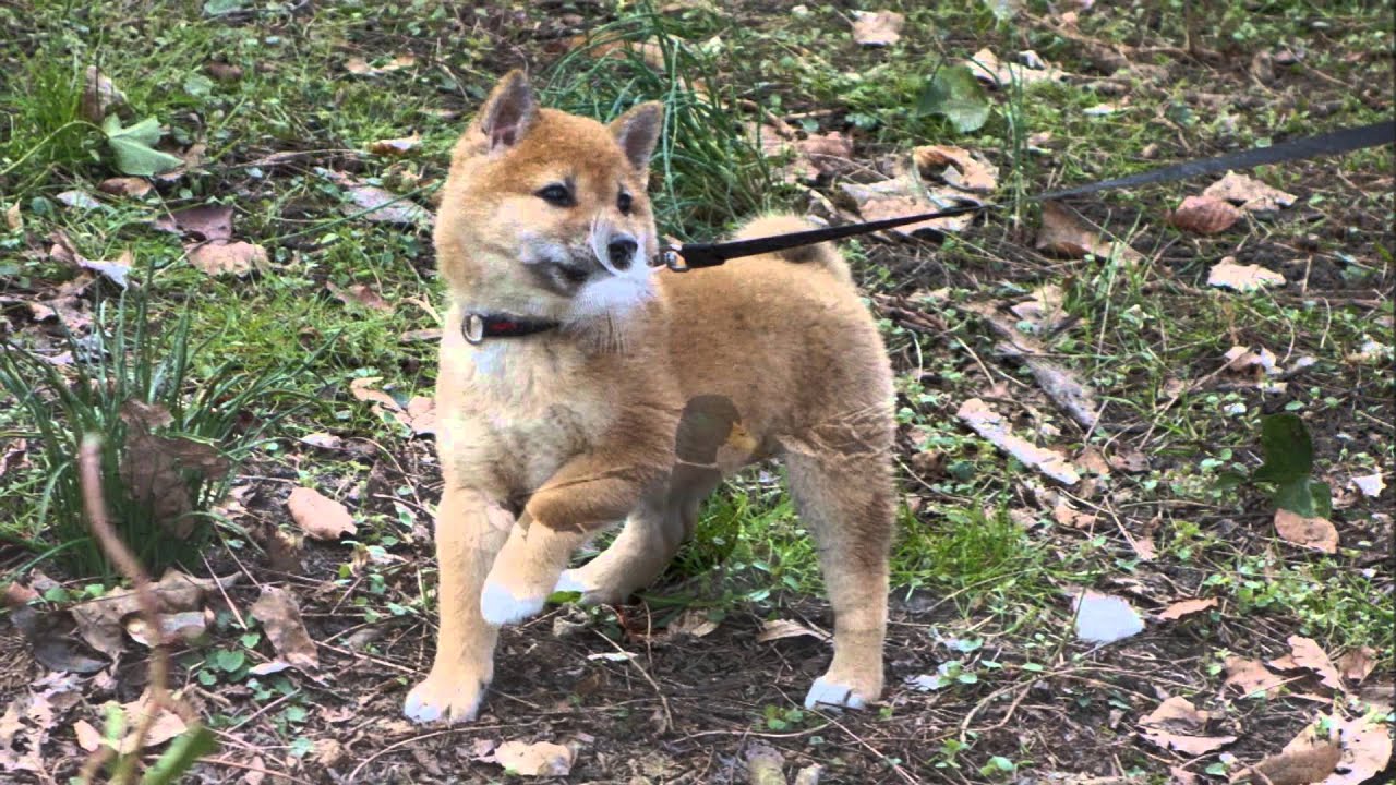 ベルギーの柴犬Momo