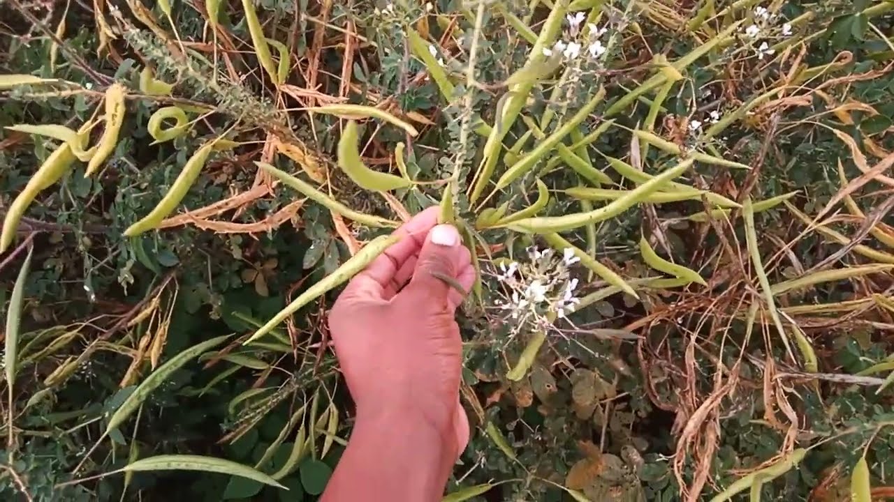 ISAGAA(SPIDERPLAND) IS IMPORTANT IN BEE KEEPING OR HERBICULTURE// FEATURE BY FELIX KIGEN//FERO TV KE
