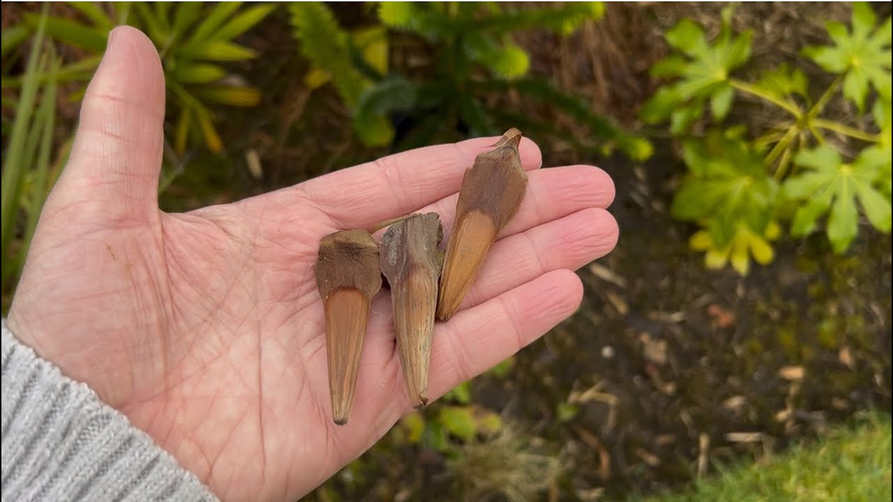 How To Germinate Monkey Puzzle Tree Seeds