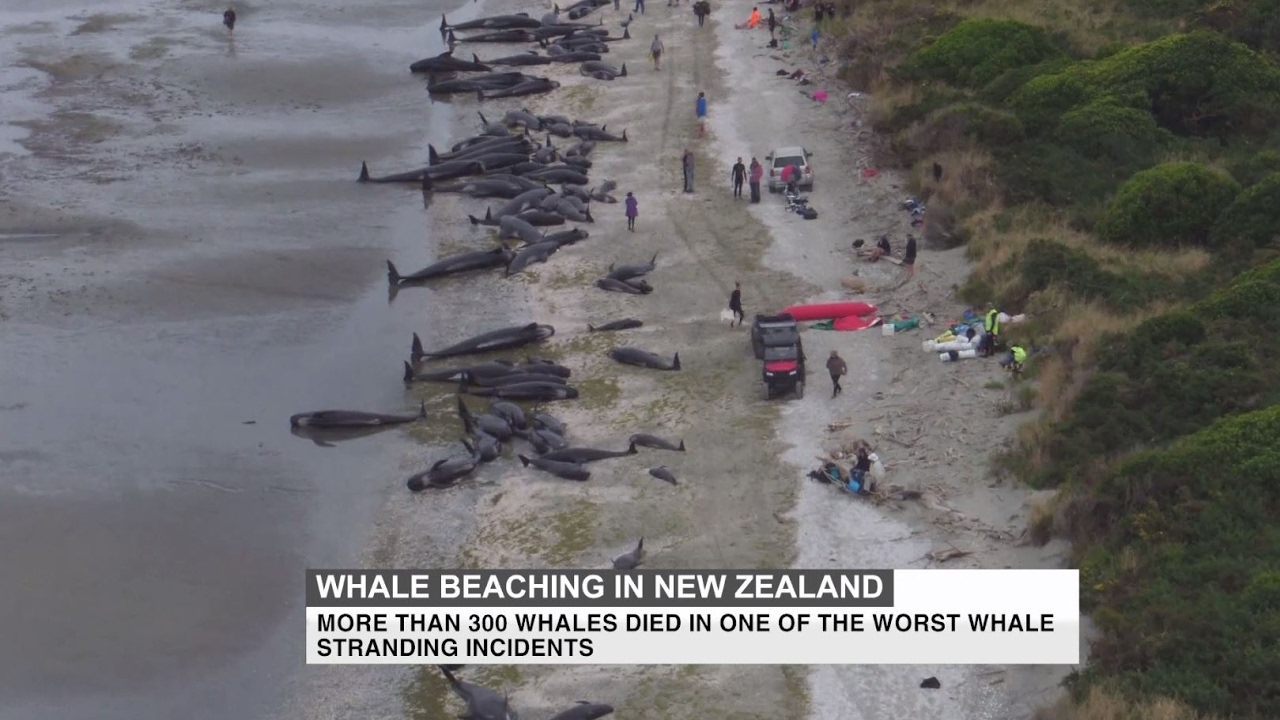 Worst stranding in decades: More than 300 whales die in New Zealand