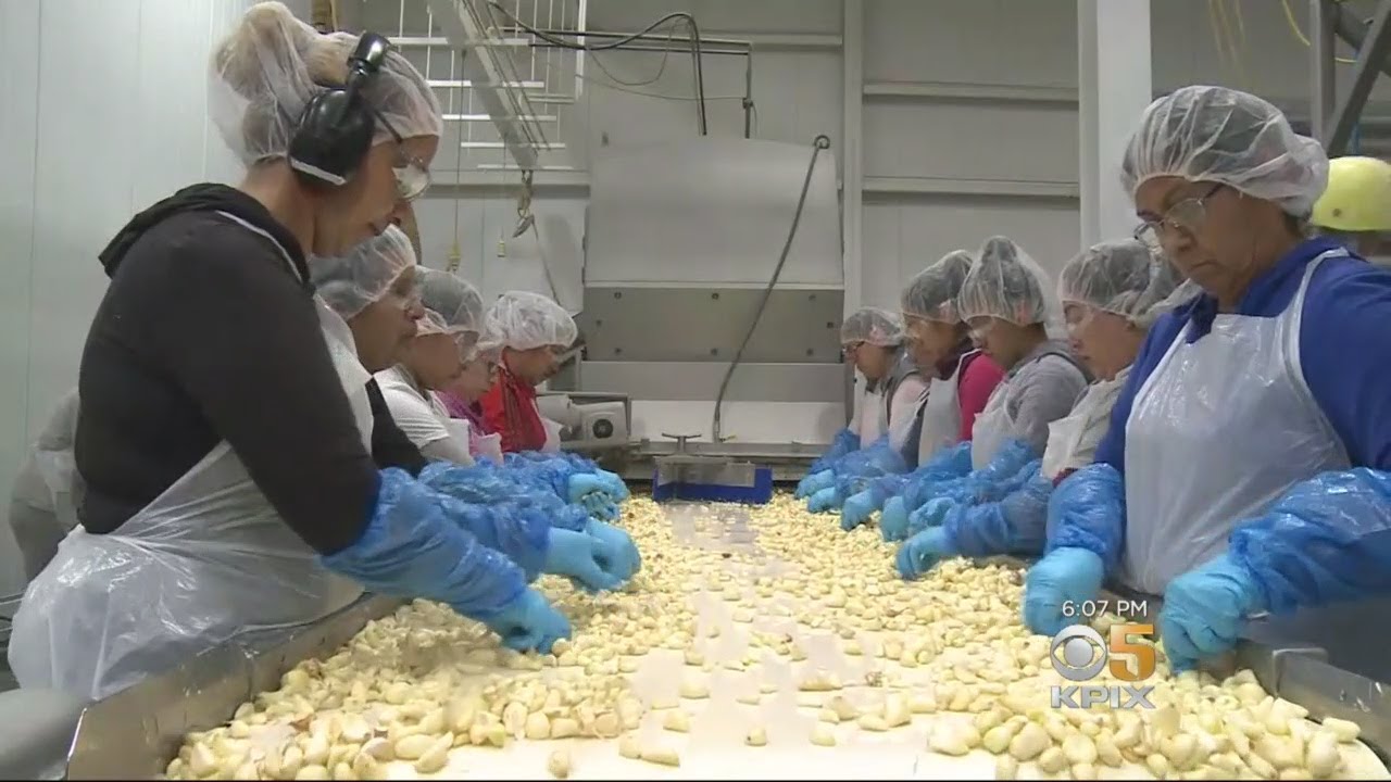 Gilroy Garlic Company Makes Amends After Critical Documentary With Wage Increases