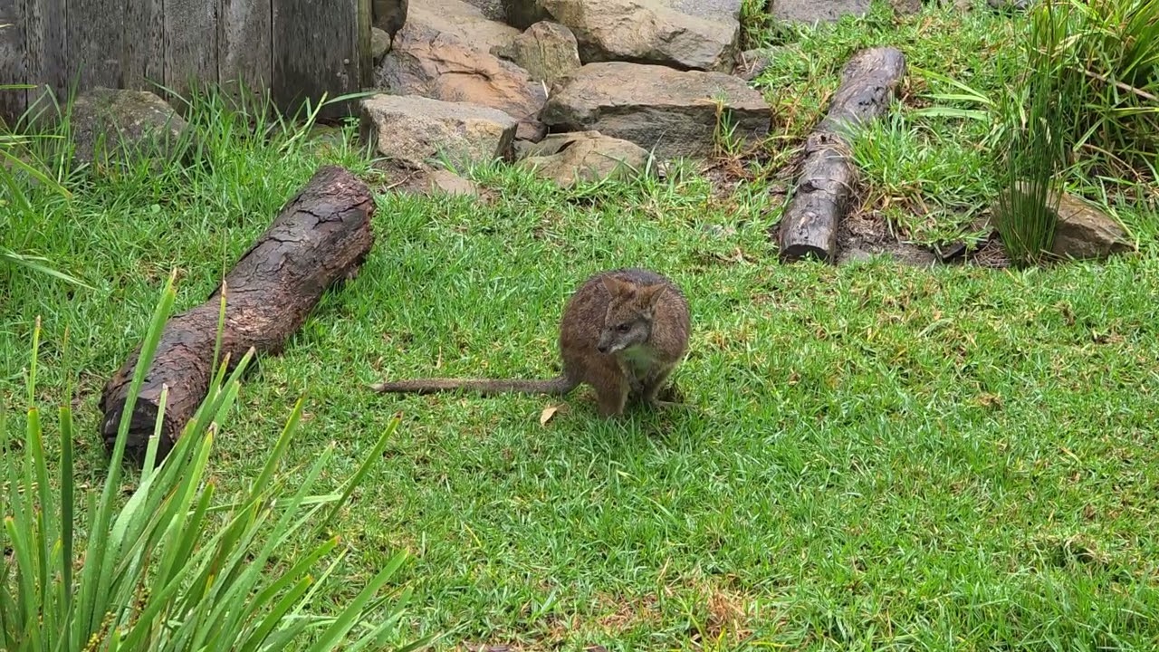 새끼를 품고 있는 Wallaby .Zetstar tour group , 9th Feb,2026 at Sydney zoo.