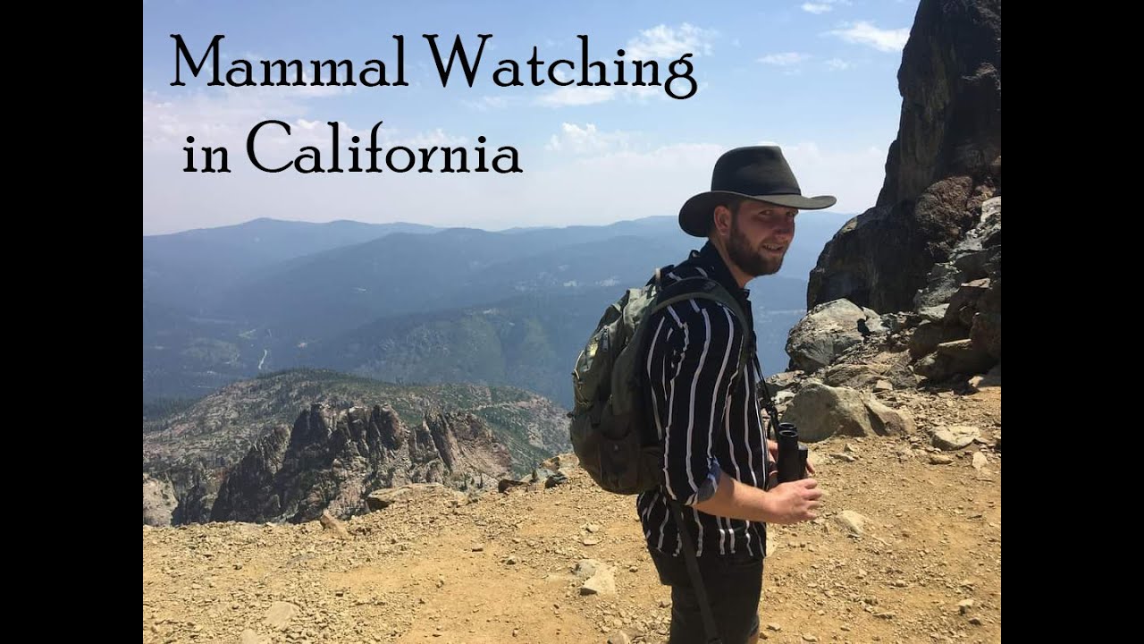 Mammal Watching in California #1 // Yellow-Bellied Marmot, Mule Deer & more! // July 2022