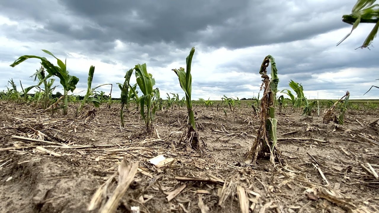 🚨⚠️ Grad, deszcz nawalny, susza | Gospodarz w polu