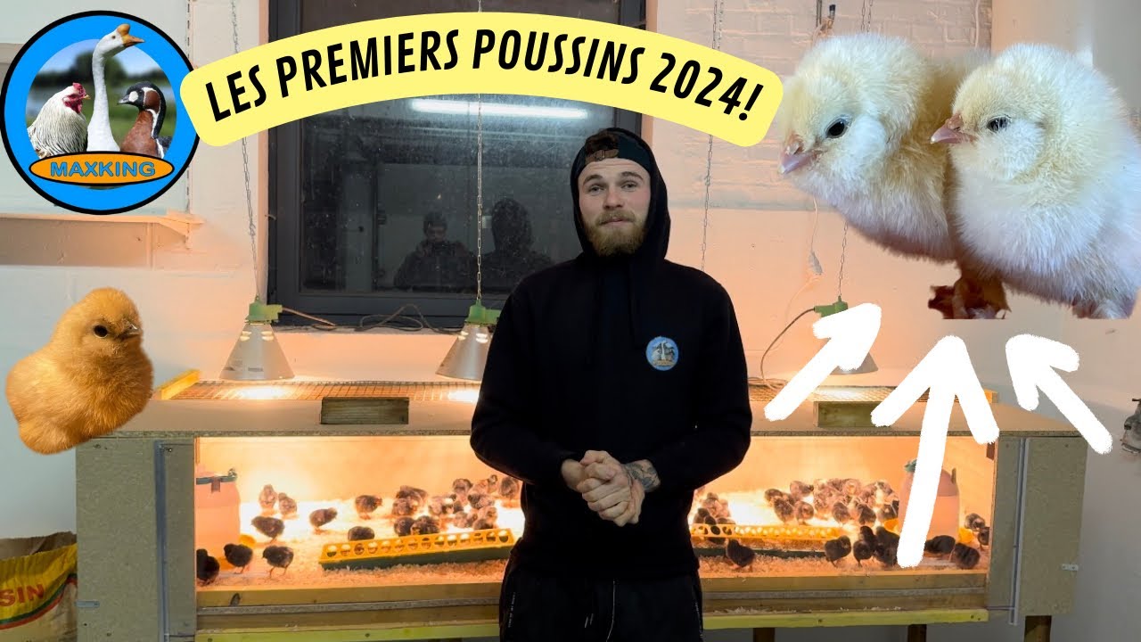 LES 1ER POUSSINS 2024 !🐥🐣