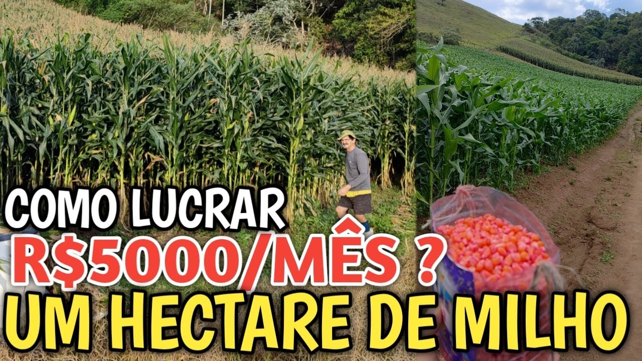 Como lucrar R$ 5000 por mês em apenas um hectare? Silagem ensacada