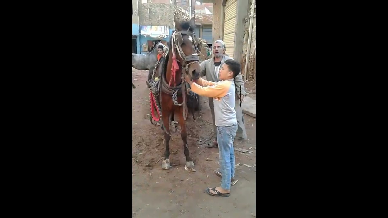 عرض الحمراوى خيل المعلم ابراهيم أبو توحه مالك الجر فى كفر الشيخ
