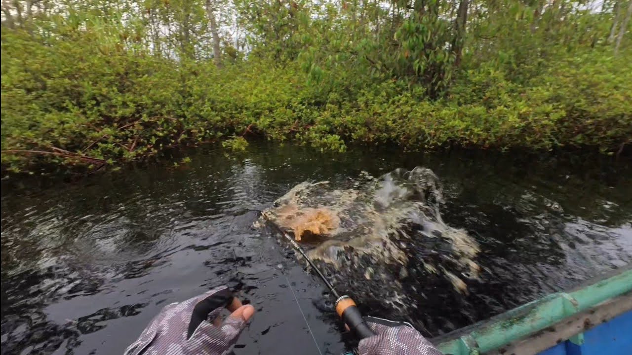 Hampir mengusik Sarang Lebah besar saat mancing di hutan rimba sebangau