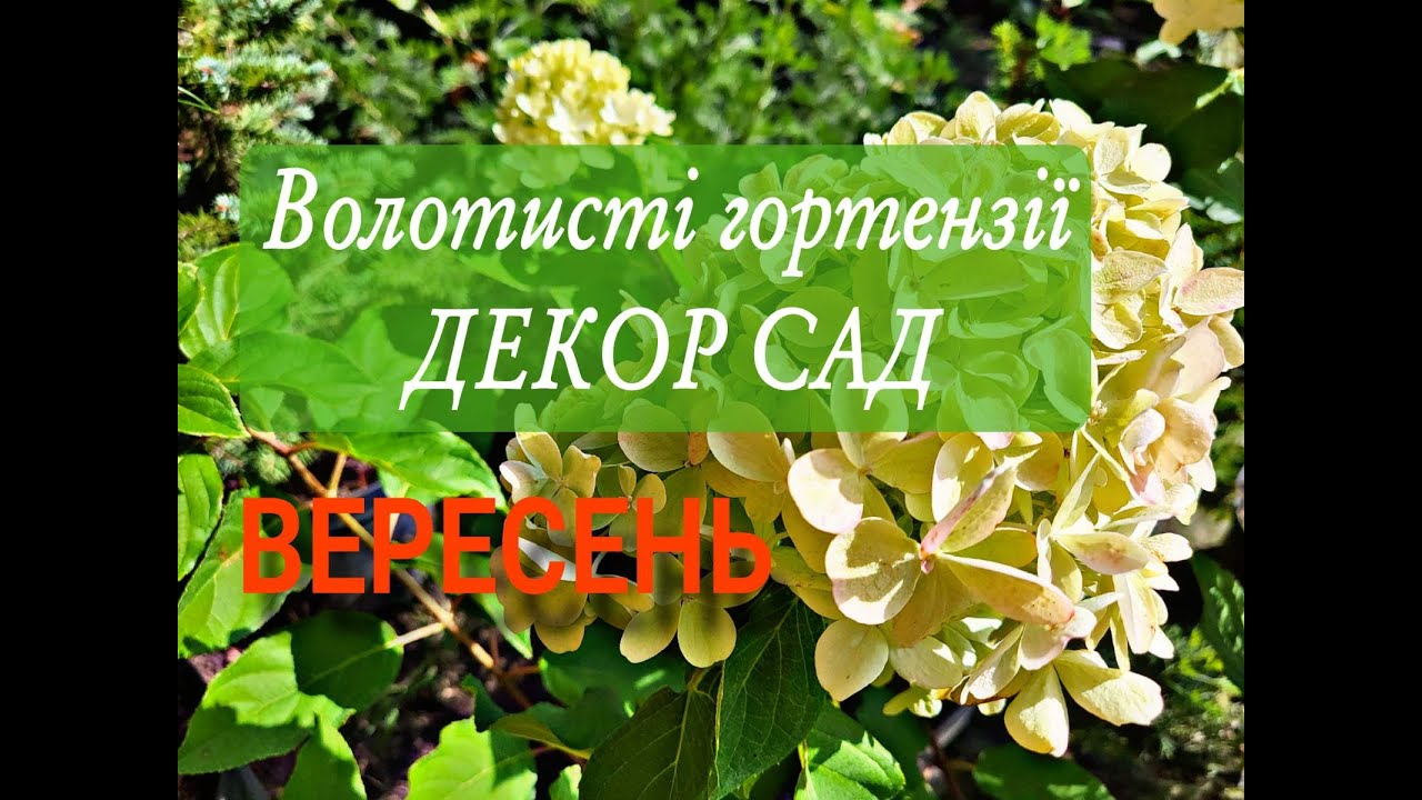 Волотисті гортензії ДЕКОР САД  25 вересня